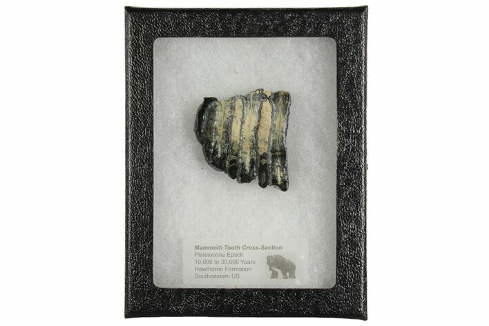 Mammoth Molar Slice with Case - South Carolina #165085